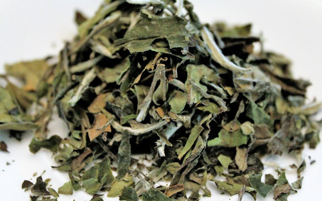 Jak Parzyć Białą Herbatę, By Wydobyć Jej Najlepszy Smak?