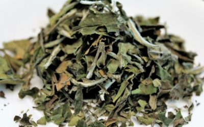 Jak Parzyć Białą Herbatę, By Wydobyć Jej Najlepszy Smak?